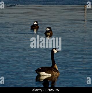 Hooded Merganzer Männchen und Kanada Gans, ruht auf Lindsey City Park Public Angelsee, Canyon, Texas. Stockfoto