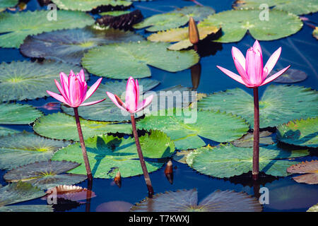 Drei rosafarbenen bloosom Blumen auf einem Teich durch schwimmende Blätter, Andaman und Nicobar Inseln umgeben Stockfoto