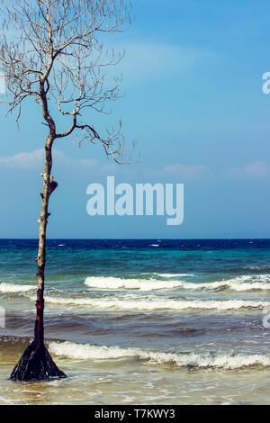 Nahaufnahme von einem trockenen Zweig vor dem Meer von Havelock Island, Andaman und Nicobar Inseln Stockfoto
