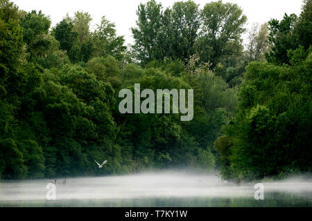 Flusswasser bedeckt mit Wasserdampf und Vogel fliegt in geringer Höhe Stockfoto