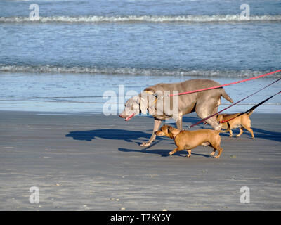 Ein Weimaraner und zwei Dackeln zu Fuß am Strand in Port Aransas, Texas USA. Stockfoto