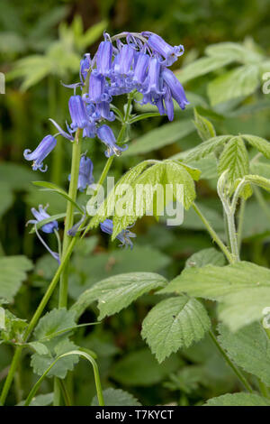 Glockenblumen in Staffhurst Woods in der Nähe von Oxted Surrey Stockfoto