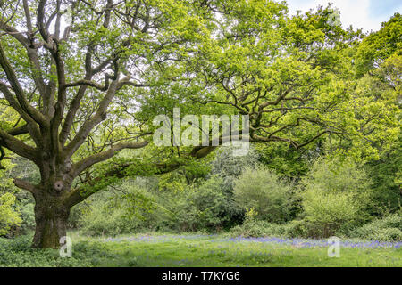 Eine alte Eiche Baum im Wald in der Nähe von Oxted Surrey Staffhurst Stockfoto