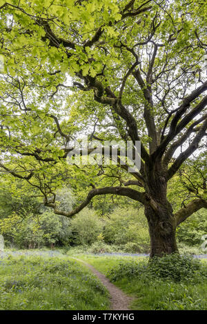 Eine alte Eiche Baum im Wald in der Nähe von Oxted Surrey Staffhurst Stockfoto