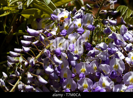 Eine Honigbiene Feeds auf einer Wisteria Blumen Stockfoto