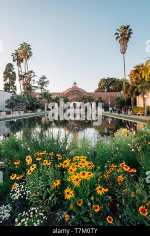 Blumen, der Seerosenteich und botanische Gebäude im Balboa Park, San Diego, Kalifornien Stockfoto