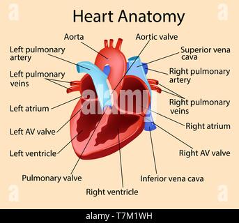 Vektor anatomische Abbildung des Herzens, die Teil der menschlichen biologischen. Stock Vektor