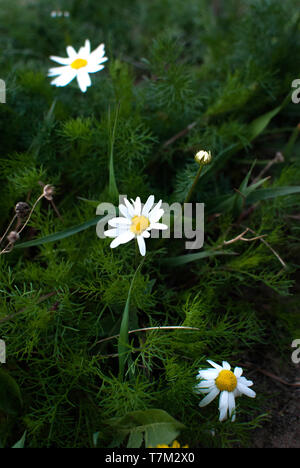Die Blütezeit. Kamille. Feld, Kamille Kamille blühen Blumen auf einer Wiese im Sommer, Selektive konzentrieren. Stockfoto