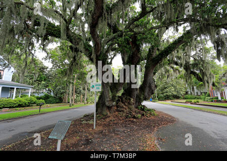 Jahrhunderte alte Liebhaber Live Oak Tree, Brunswick, Georgia, USA Stockfoto