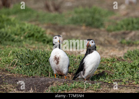 Paar Papageientaucher aus dem Nest Stockfoto