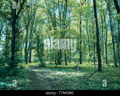 Pfad durch den Wald: Wald im Tiergarten in Berlin, Deutschland im Frühjahr, Landschaft Hintergrund Stockfoto