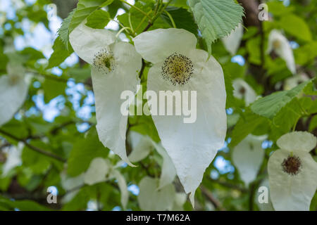 Weiße Blätter der Baume involucrata Baum oder Taschentuch Baum Blume Stockfoto