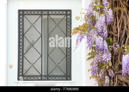 Wisteria und Fenster schließen bis auf ein Haus im Frühjahr. Ennismore Gärten Mews, South Kensington, London. England Stockfoto