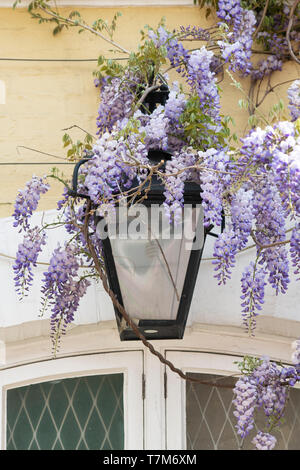 Wisteria auf einem Haus um eine Straßenlaterne im Frühjahr wachsen. Ennismore Gärten Mews, South Kensington, London. England Stockfoto