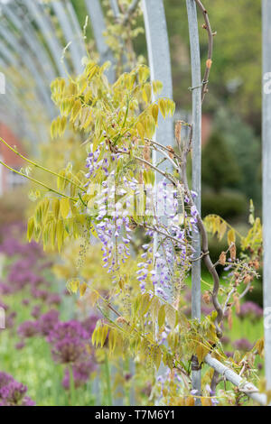 Wisteria floribunda 'Kokuryu'. Japanische Wisteria' Kokuryu' auf der neuen Wisteria torbogen an der RHS Wisley Gardens, Surrey, England Stockfoto