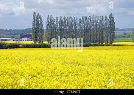 Pappeln in Raps Feld, Crondall, Hampshire. Stockfoto