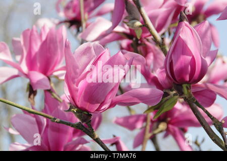 Magnolia 'Caerhays Überraschung'. Seerose geformte Blüten von Magnolia 'Caerhays Überraschung' im Frühjahr. UK. Hauptversammlung Stockfoto