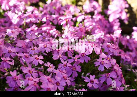 Rosa schönen Blüten der Phlox subulata Pflanze im Garten. Closeup im Frühjahr sonnigen Tag. Stockfoto