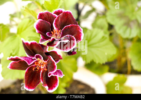 Dunkelrot Pelargonium Pflanzen im Garten im Frühling. Stockfoto