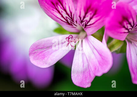 Lila Blumen in voller Blüte Stockfoto