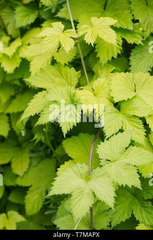 Humulus lupulus. Hop 'goldenen Quasten' verlässt. Stockfoto