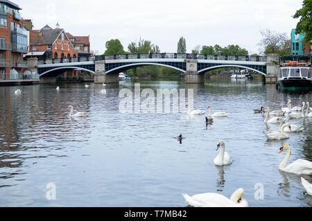 Windsor und Eton Riverside Aussicht auf Brücke und Schwäne auf Themse Stockfoto