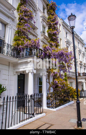 London, Großbritannien - 2. Mai 2019: wunderschöne Glyzinie wächst an der Fassade eines Gebäudes in West London, UK. Stockfoto