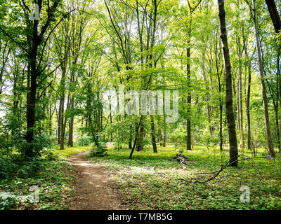 Pfad durch den Wald: Wald im Tiergarten in Berlin, Deutschland im Frühjahr, Landschaft Hintergrund Stockfoto