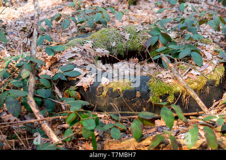 Autoreifen in den Wäldern, alten Reifen im Wald Stockfoto