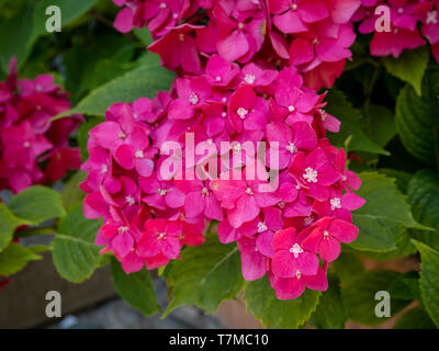 Tief rosa Hortensie Blumen in einem Garten bed Stockfoto