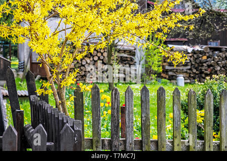 Im Garten Frühling, Dorf Cicmany, Slowakische Republik. Reiseland. Saisonale natürliche Szene. Stockfoto