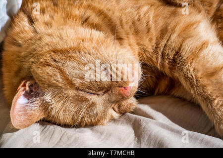 In der Nähe von großen, Schlafen, orange cat Stockfoto