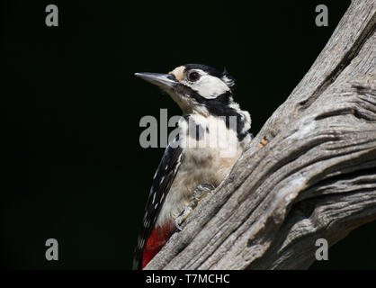 Juvenile Buntspecht, Dendrocopos major, auf einem Zweig, West Grinstead, Horsham, West Sussex Stockfoto
