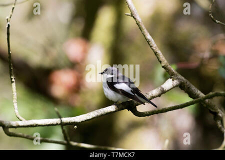 Männliche Pied, Ficedula 'So Sweet, auf eine Zweigniederlassung, die in einem natürlichen Wald, Powys, Wales, Großbritannien Mai 2009 Stockfoto