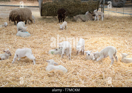 Baby Lämmer in einer Farm Stockfoto