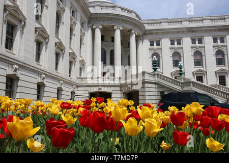 Wisconsin State Capitol Building Frühling Ansicht mit Blumenbeet mit hellen Tulpen im Vordergrund. Stadt Madison, der Hauptstadt von Wisconsin, Midwe Stockfoto