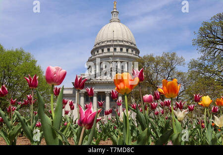 Wisconsin State Capitol Building Frühling Ansicht mit Blumenbeet mit hellen Tulpen im Vordergrund. Stadt Madison, der Hauptstadt von Wisconsin, USA Stockfoto