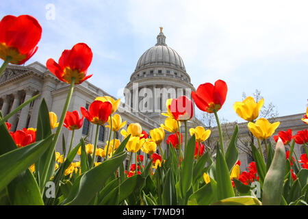 Wisconsin State Capitol Building Frühling Ansicht mit Blumenbeet mit hellen Tulpen im Vordergrund. Stadt Madison, der Hauptstadt von Wisconsin, Midwe Stockfoto