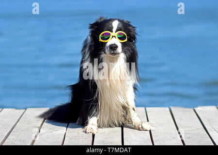 Hund posing und sitzen auf der Pier am Wasser mit Sonnenbrille. Stockfoto