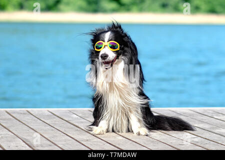 Hund posing und sitzen auf der Pier am Wasser mit Sonnenbrille. Stockfoto