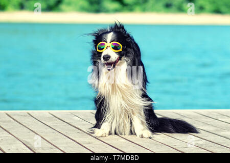 Hund posing und sitzen auf der Pier am Wasser mit Sonnenbrille. Stockfoto