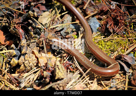 Braun langsam - Wurm Jalousien im Wald Stockfoto