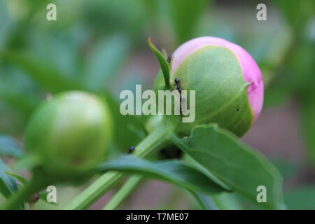 Rosa Dahlie auf Vancouver Island, BC Stockfoto