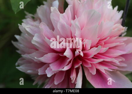 Rosa Dahlie auf Vancouver Island, BC Stockfoto