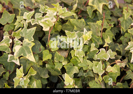 Nahaufnahme der Blätter und Stängel von Ivy in einer Stadt Garten für natürliche Hintergründe Stockfoto