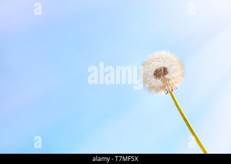 Schöne Löwenzahn auf Himmel Hintergrund Stockfoto