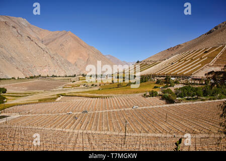 Pisco Trauben wachsen in der schönen Elqui Valley, Pisco Elqui, Chile Stockfoto