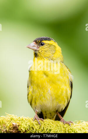 Männliche siskin in Wales im Frühling Stockfoto