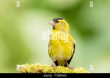 Männliche siskin in Wales im Frühling Stockfoto