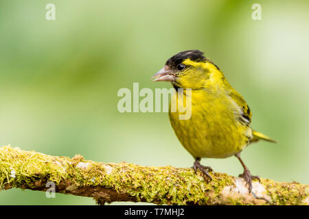 Männliche siskin in Wales im Frühling Stockfoto